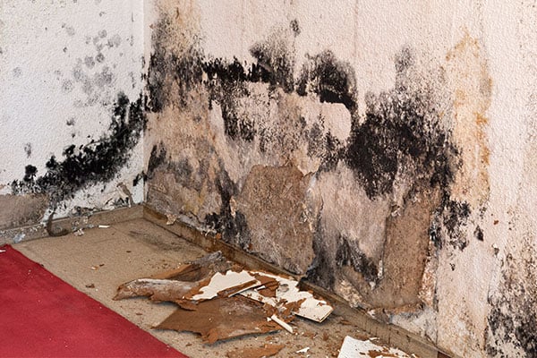 Mold Remediation Services in Lower East Side Manhattan