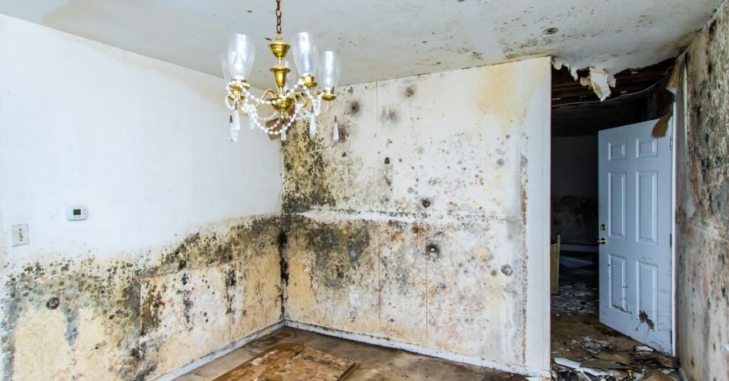 Mold Remediation Services in East Village Manhattan