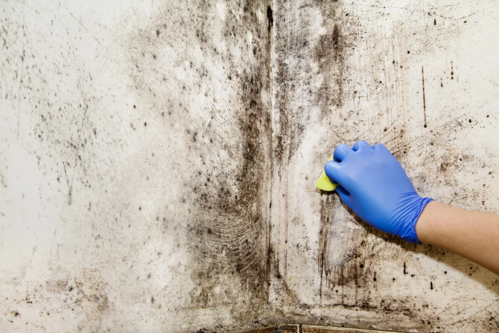 Mold Remediation Services in NoLIta and NoHo Manhattan